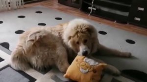 АЛАБАЙ ПРОСИТЬСЯ ДОМОЙ НА ЛЮБИМУЮ ПОДУШКУ/СРЕДНЕАЗИАТСКАЯ ОВЧАРКА