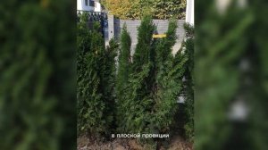 Идеальная изгородь из  туи Смарагд за сезон! Мой секрет.
