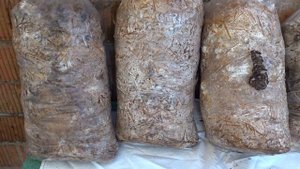 НЕ ЖГИТЕ СОРНЯКИ, ВЫРАЩИВАЙТЕ ГРИБЫ!   ВЫРАЩИВАНИЕ ГРИБОВ НА СОРНЯКАХ.mkv