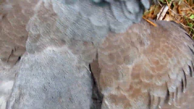 223rem/ОХОТА НА ГЛУХАРЯ смотреть онлайн