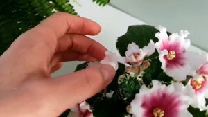 Фиалка ЛЕ-Алиса, селекция Елена Лебецкая.??