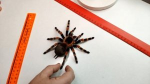 Размеры паука Brachypelma hamorii. Размеры паука птицееда