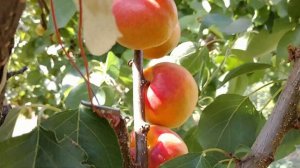 Абрикос Дигат. apricot Digat. Новый, красивый сорт эталонного вкуса. Первые плоды. Отзыв Макси Сад