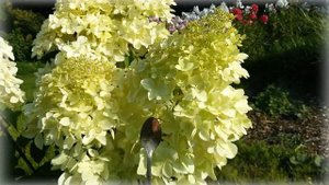 Гортензия метельчатая "Фантом". Hydrangea paniculata 'Phantom'.
