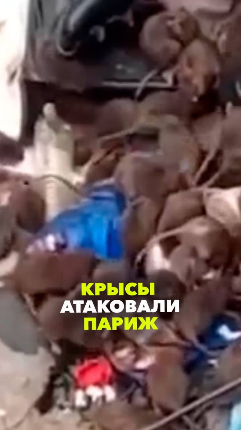 Настоящий парижский движ: крысы атаковали столицу Франции