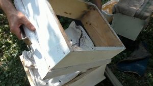 НАРАЩИВАНИЕ ПЧЁЛ ОСЕНЬЮ В ПОЗДНИХ ОТВОДКАХ.