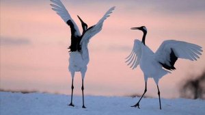 Улетают журавли