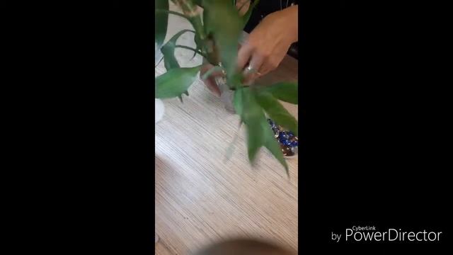 Бамбук в стакане с водой смотреть онлайн