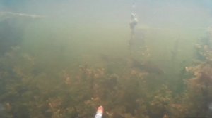 Подводная охота. Устье реки Белая. Есть чем полюбоватся и есть чем пообедать. Сом 25кг.