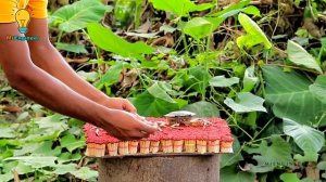 EXPERIMENT 50,000 Safety Matches vs CRAB Lobster