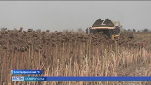 Аграрии Ставрополья продолжают уборку подсолнечника