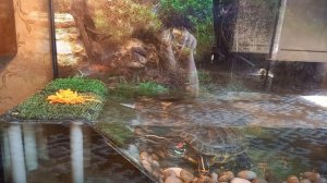 Черепаха ест морковку