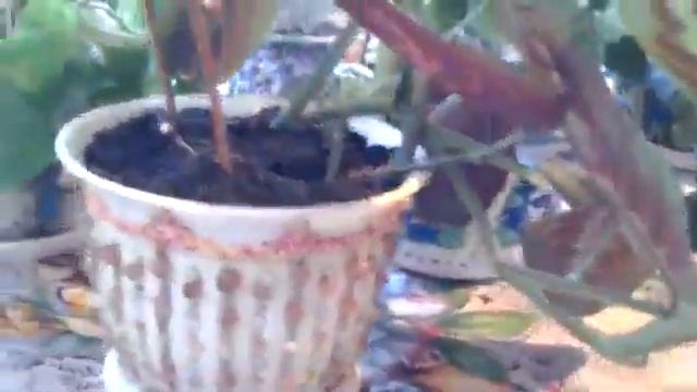 Нашла старое видео. В каких горшках я выращиваю цветы. смотреть онлайн