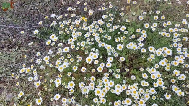 PAPATYA YAĞI NASIL YAPILIR / How to Make Chamomile Oil / Şifalı Bitkiler смотреть онлайн