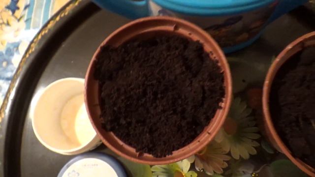 Размножаем гибискус смотреть онлайн