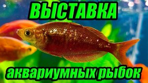 Выставка аквариумных рыбок 2023 Мои эмоции и впечатления!