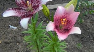 Лилия Коголето, ЛА гибрид.