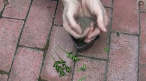 Самшит размножение черенками самый простой доступный и быстрый способ Самшиты в контейнерах