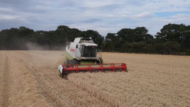 Harvest 2022: Claas Lexion 460 cutting wheat in Suffolk