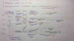Билет 049. ПЛЕЧЕВОЕ СПЛЕТЕНИЕ: ОБРАЗОВАНИЕ, ТОПОГРАФИЯ. КОРОТКИЕ ВЕТВИ.