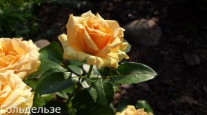 Трипсы!! Обрабатывать или не обрабатывать?! Северо-Западный регион.