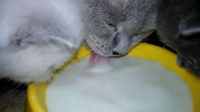 Мои котята кушают | 2