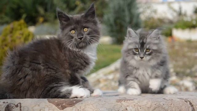Котята мейн куна, 2 месяца. смотреть онлайн