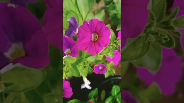 വേനൽ കാലത്ത് പൂക്കൾ തരുന്ന കുറച്ച് ചെടികൾ 🥰 смотреть онлайн