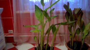 Канны. Хранение зимой в ванной комнате.