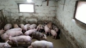 Как Кормлю Маленьких Поросят // Зачем Курировать Хвосты Поросятам// Поросята начали Грызть Хвост//