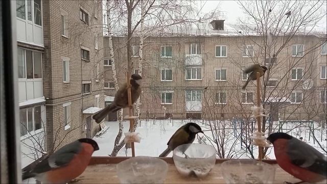 Птицы зимой на кормушке /ЗАМЕДЛЕННАЯ СЪЁМКА/