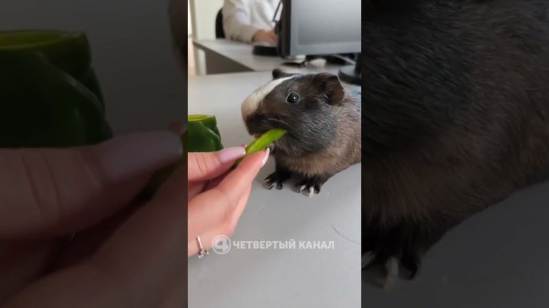 День благодарности морской свинке! Нам как раз есть, кого поздравить