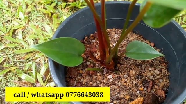 Brown colour anthurium flower plants  දඹර පට මල සහත ඇනතරයම ශක 5 ක වකණමට  anthurium