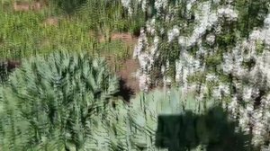 Спирея - белая невеста, и гости: лилии, кусты барбариса и розовый древовидный пион!