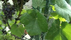 Виноград сорт Гала