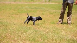 Легавые собаки. Дрессировка. Худшая тренировка для щенков.