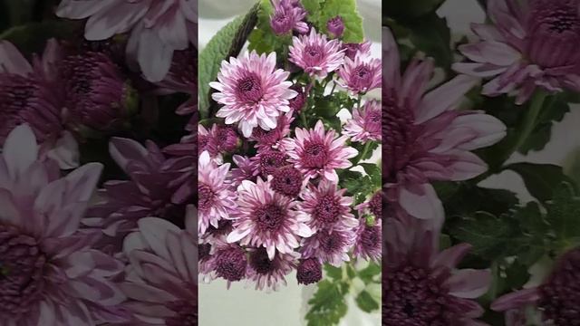 Хризантема мультифлора Sanbeam pink bicolor  #chrysanthemumflower #растенияпочтой #хризантема