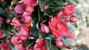 Яблоня колоновидная Гранатовый Браслет ? обзор: как сажать, саженцы яблони Гранатовый Браслет