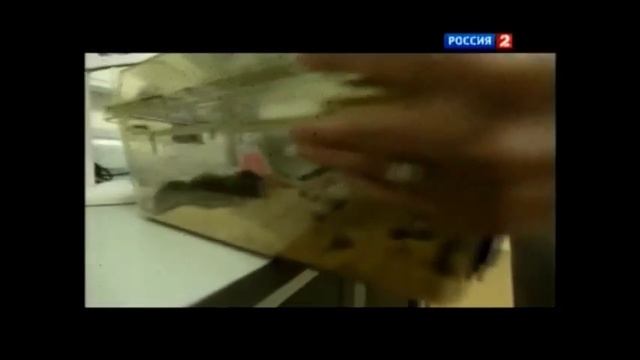 Что такое регенерация кожи и искусственная кожа человека