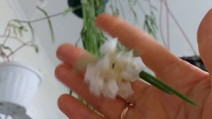Хойя линеарис