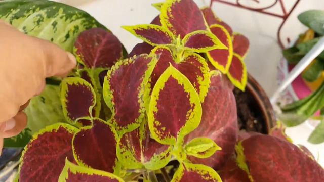 How To Pinch Coleus Plant flower spikes / Coleus Plant Pinching смотреть онлайн