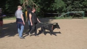 Едем в Москву на большую монопородную выставку ВЕО.