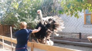 Как страус бьёт ногой и ломает доску. СТРАУС.   STRAUS BEAUTS OF THE FOOT