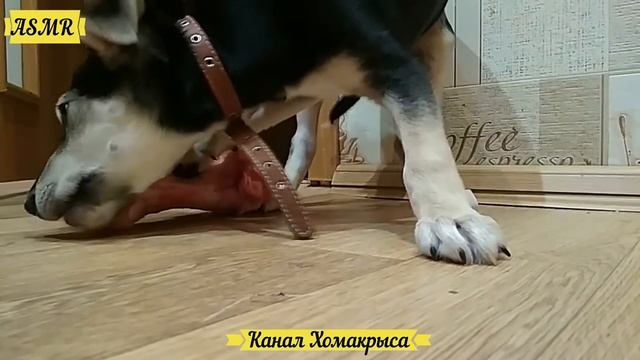 Злая собака дворняжка Звук злой собаки  Видео про собак  Eating ASMR  КАНАЛ ПРО ДОМАШНИХ ЖИВОТНЫХ