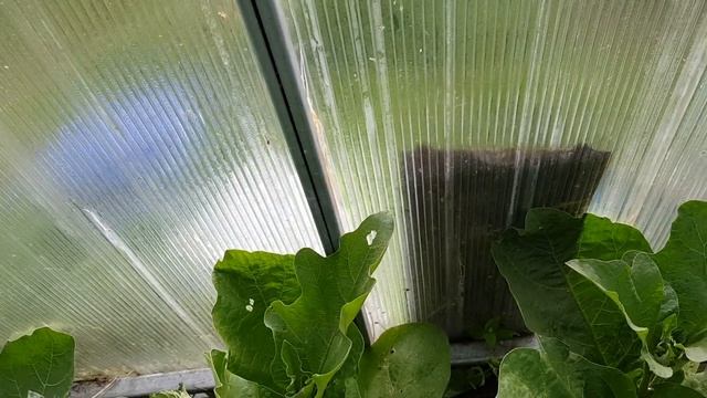 ?БАКЛАЖАНЫ В ТЕПЛИЦЕ. ПАУТИННЫЙ КЛЕЩ ? КАК БОРОТЬСЯ смотреть онлайн