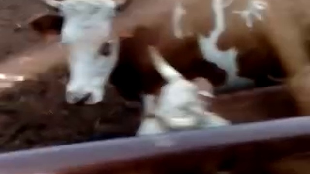 Нетели, бычки-красавчики -Оптовая продажа WhatsApp +79656176005 смотреть онлайн