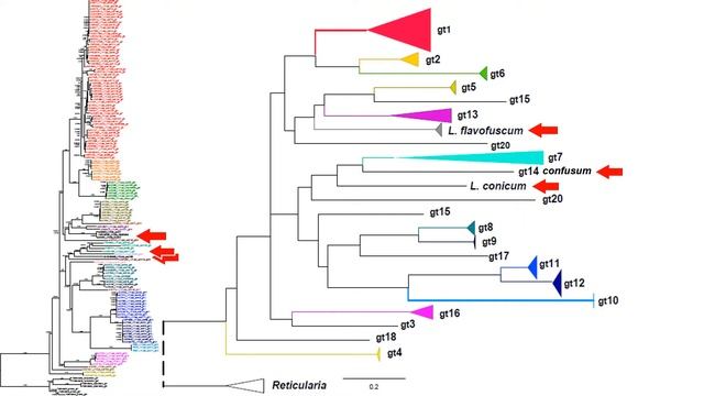 Критична ревізія Lycogala epidendrum-комплексу смотреть онлайн