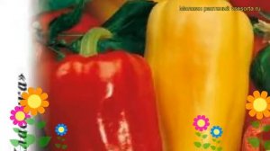 Перец сладкий Злата. Краткий обзор, описание характеристик, где купить семена cápsicum ánnuum