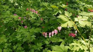 Today's beauty: Dicentra spectabilis