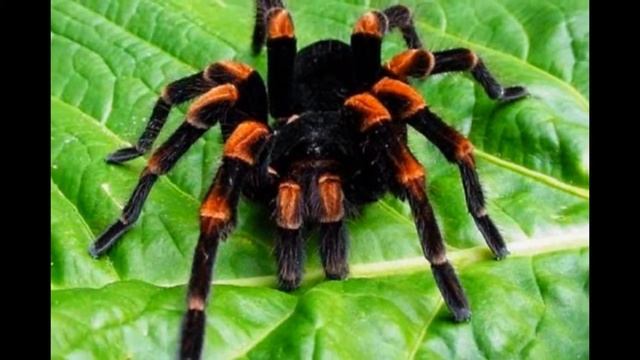 Майнкрафт реальные мобы смотреть онлайн